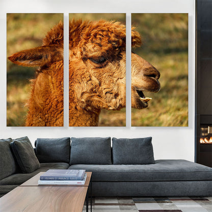 Alpaca Zoo decor