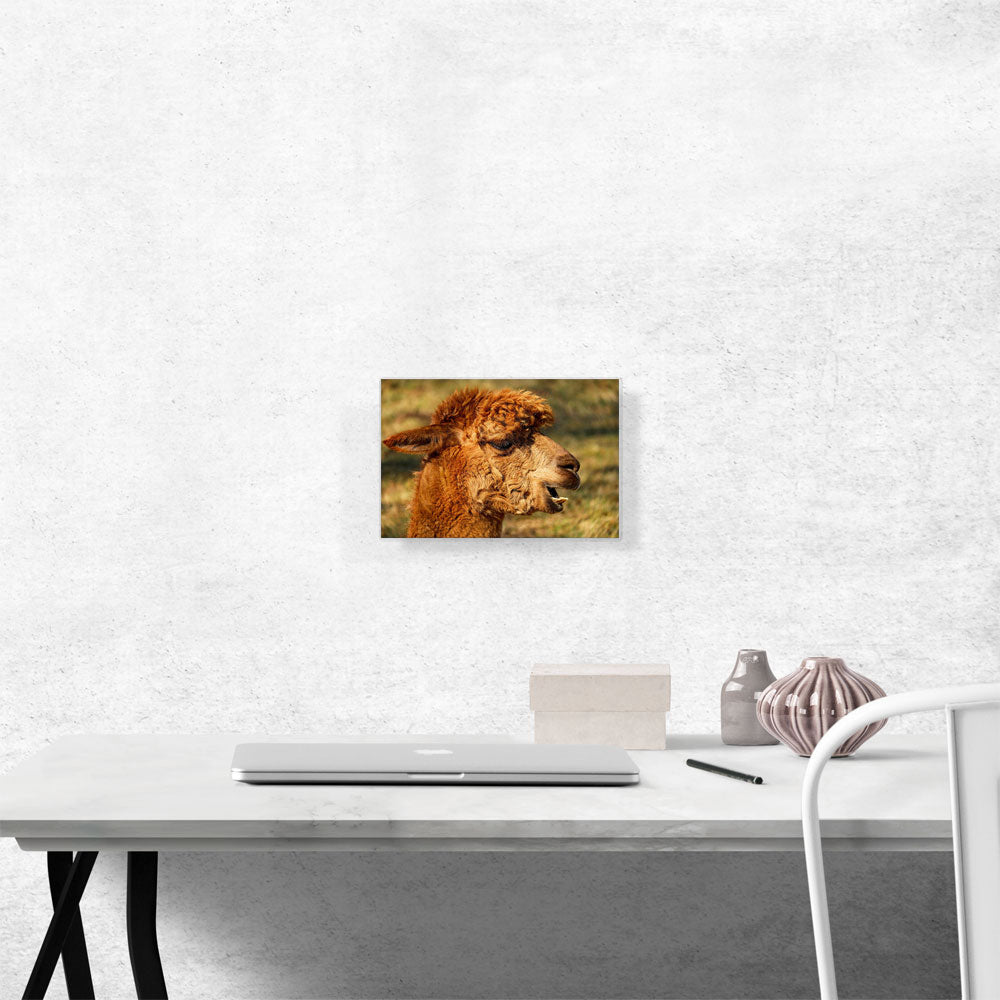 Alpaca Zoo decor