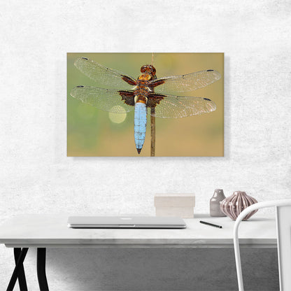 Dragonfly Home decor