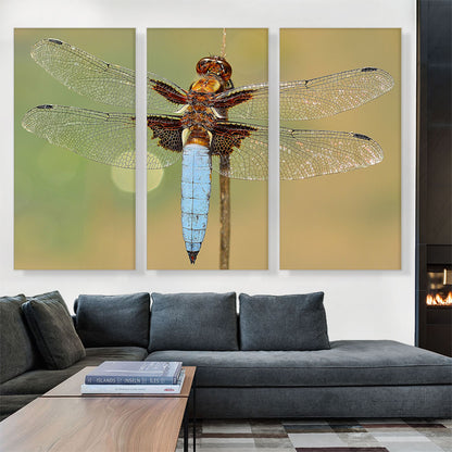 Dragonfly Home decor