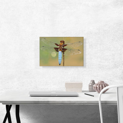 Dragonfly Home decor