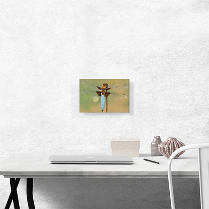 Dragonfly Home decor