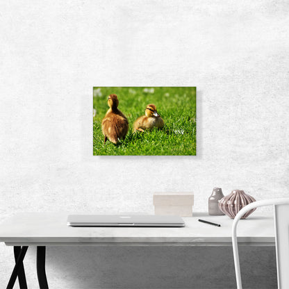 Ducklings In Yard Home decor