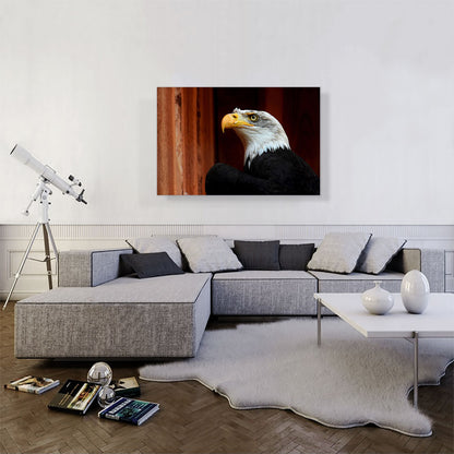 American Bald Eagle