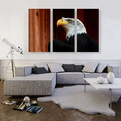 American Bald Eagle