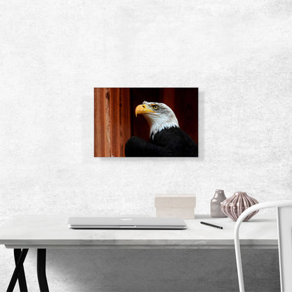 American Bald Eagle