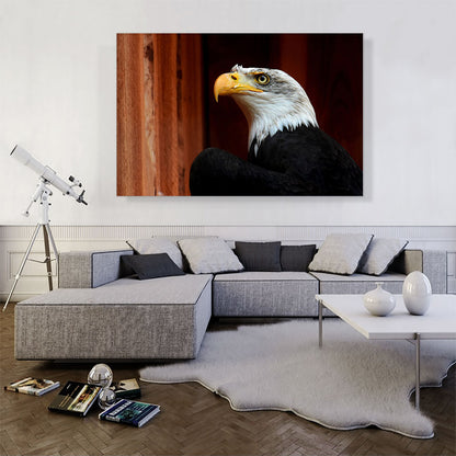 American Bald Eagle