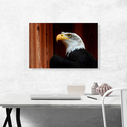 American Bald Eagle
