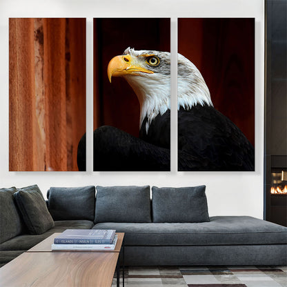 American Bald Eagle