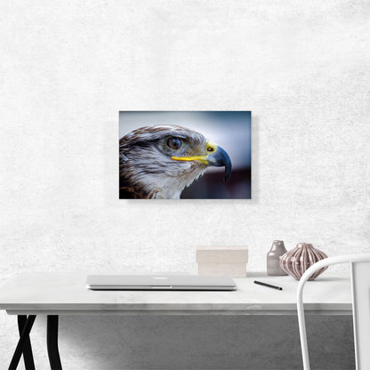 Falcon Bird Zoo decor