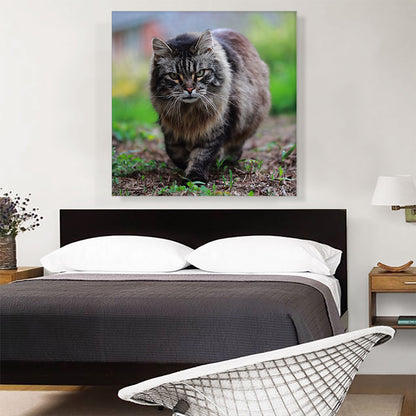 American Bobtail Cat