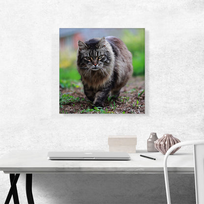 American Bobtail Cat