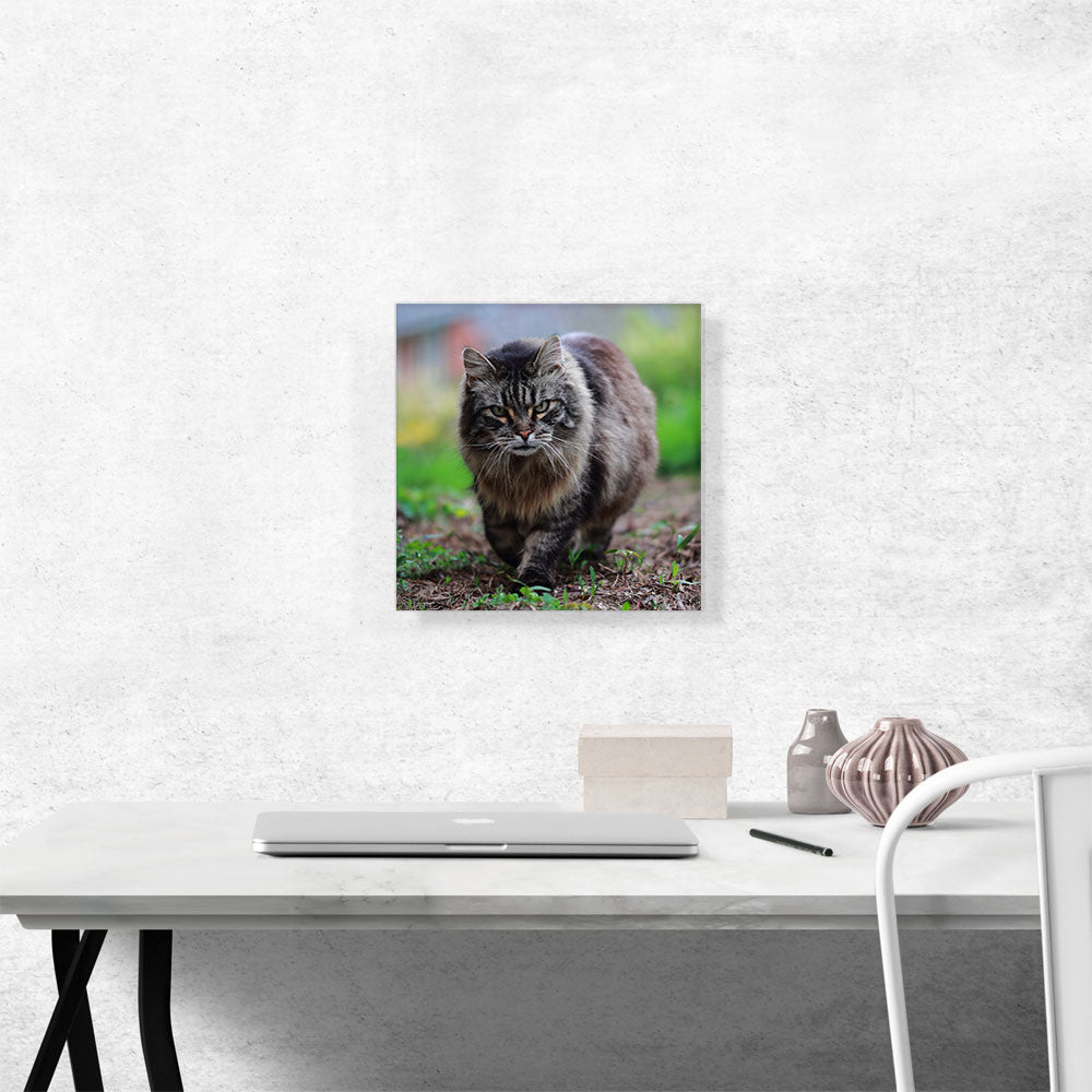 American Bobtail Cat