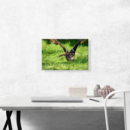 Flying Owl Home decor