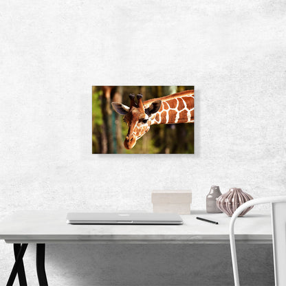 Giraffe Zoo decor
