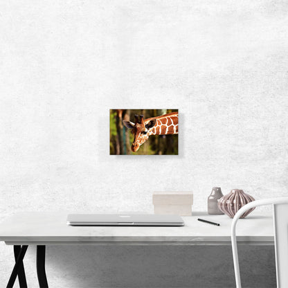 Giraffe Zoo decor