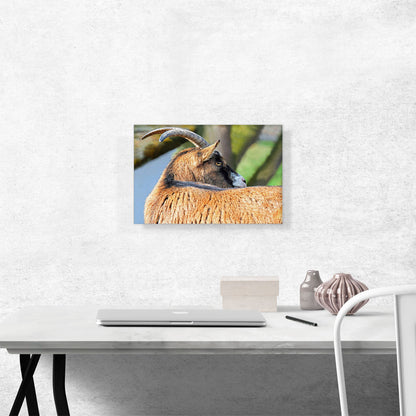 Goat Home decor