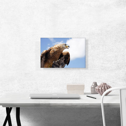 Golden Eagle Home Decor