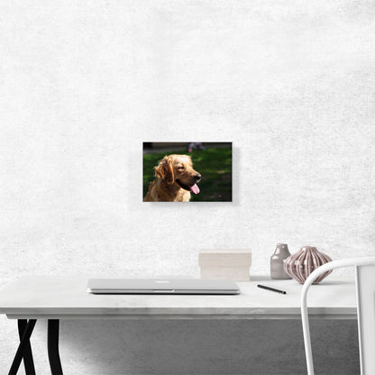 Golden Retriever Dog Home decor