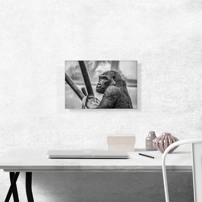 Gorilla Home Decor Rectangle