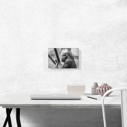 Gorilla Home Decor Rectangle