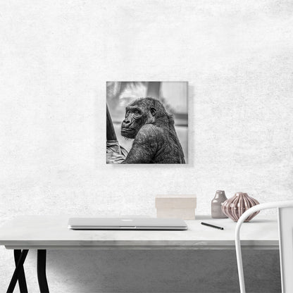 Gorilla Home Decor Square