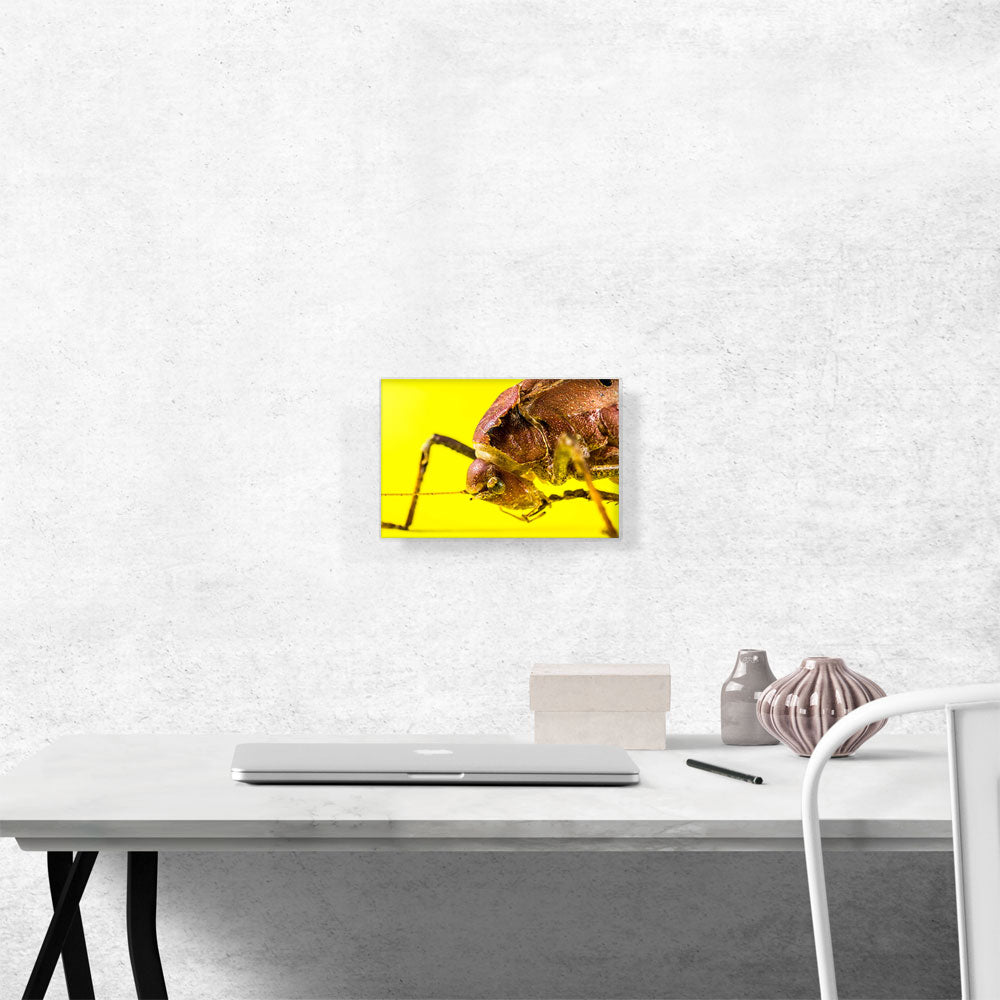 Grasshopper On Yellow Flower Home decor