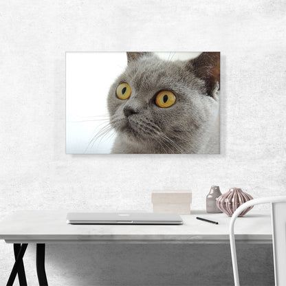 British Shorthair Gray Cat with Yellow Eyes Home Decor