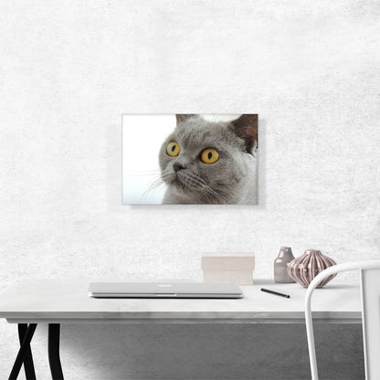 British Shorthair Gray Cat with Yellow Eyes Home Decor