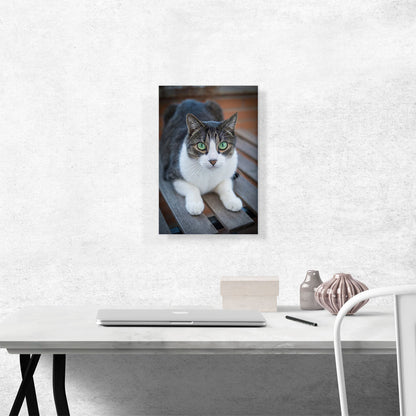 Green Eyes Cat Home decor