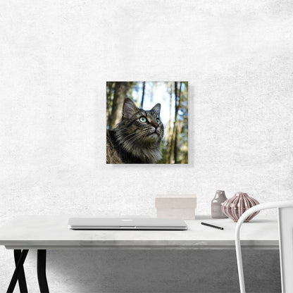 Grey Norwegian Forest Cat Home decor