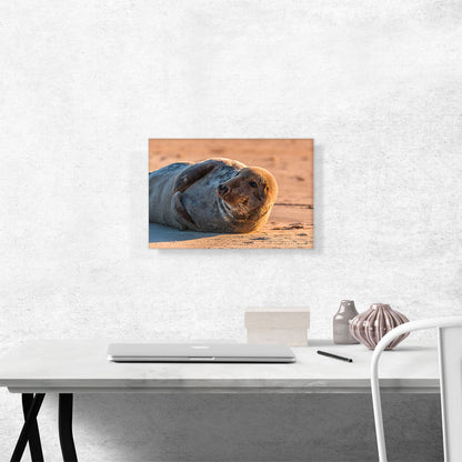 Grey Seal Home decor
