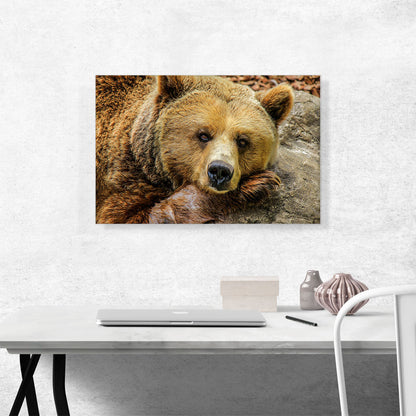 Grizzly Bear On Rock Zoo decor