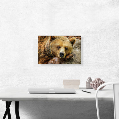 Grizzly Bear On Rock Zoo decor