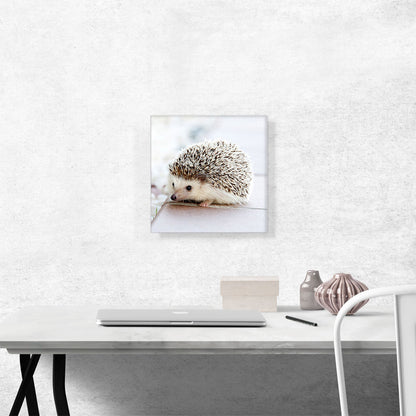 Hedgehog Home Decor Square