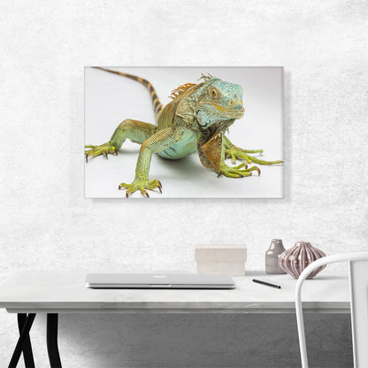Iguana Home decor
