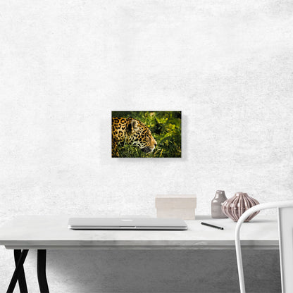 Jaguar Home decor