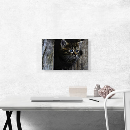 Kitten Home decor