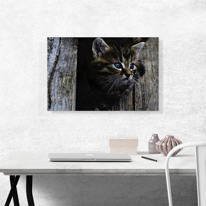 Kitten Home decor