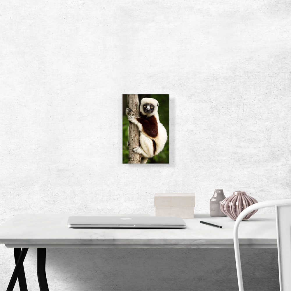 Lemur Home decor