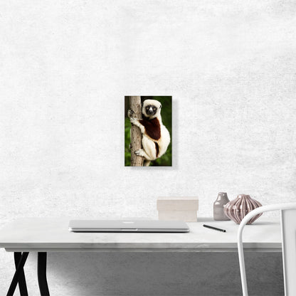 Lemur Home decor