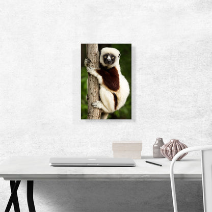 Lemur Home decor