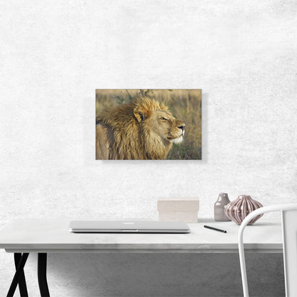 Lion In Savanah Home decor
