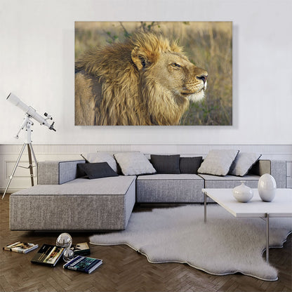 Lion In Savanah Home decor