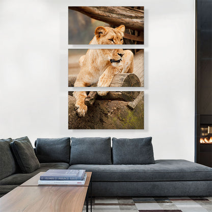 Lion Sitting on the Branch Home decor