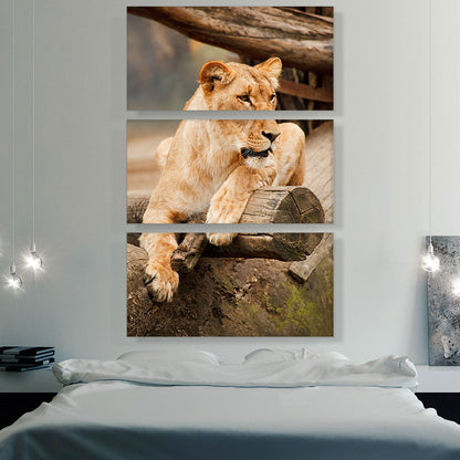 Lion Sitting on the Branch Home decor