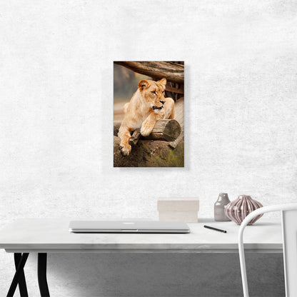 Lion Sitting on the Branch Home decor