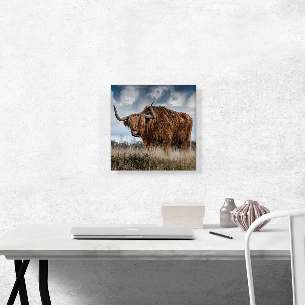 Long Hair Bull Home Decor Square