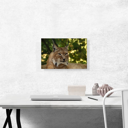 Lynx In Forest Home Decor Rectangle