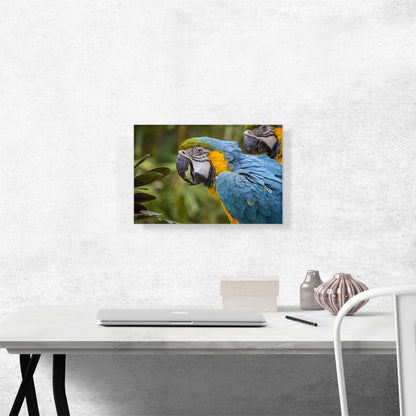 Macaw Home Decor Rectangle
